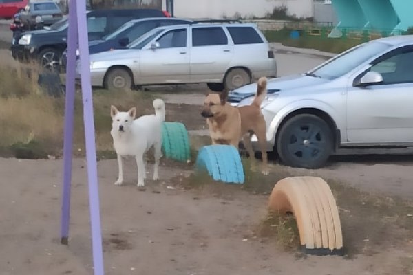 В ухтинском поселке Водный отловят собаку, которая напала на ребенка