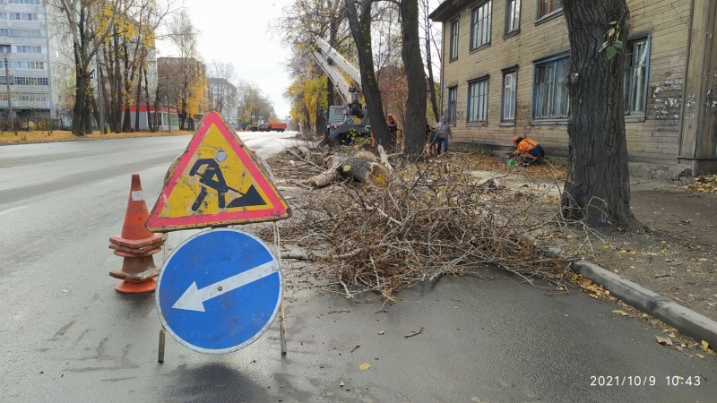 В Сыктывкаре спилили опасные тополя на главной транспортной артерии города