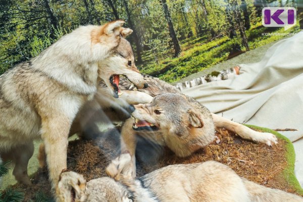 В Сысольском и Усть-Куломском районах активизировались волки 