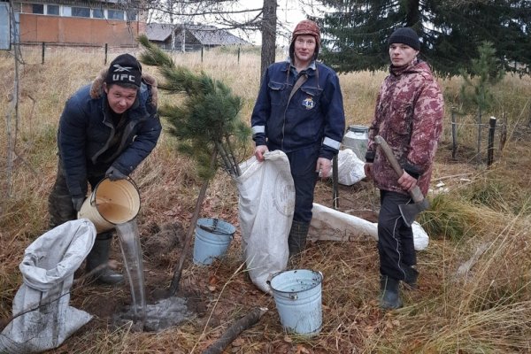 В селе Усть-Цилемского района высадили 14 молодых кедров с юга Коми