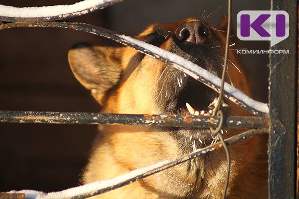 Минсельхоз Коми подготовит решение вопроса о бездомных собаках к 8 ноября 
