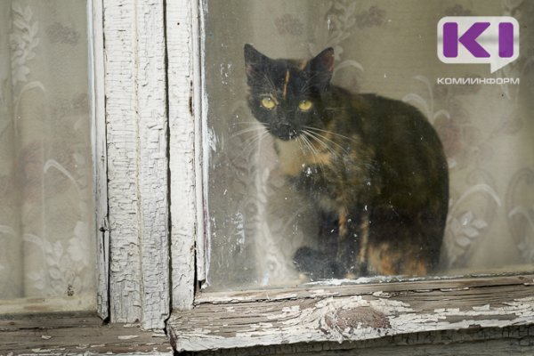 Воркутинцы познакомили дикую лису с домашней кошкой 