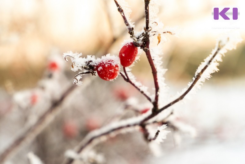 Прогноз погоды в Коми на 4 декабря: на юге -9°С, на севере - 20°С