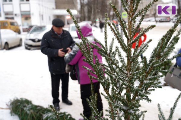 Где в Коми откроются ёлочные базары