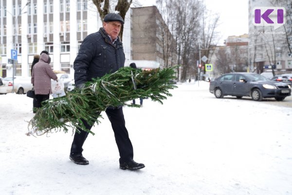 В предновогодний период охрана хвойных молодняков в Коми будет усилена