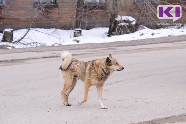 Отловом бродячих собак в Эжве займется местный 