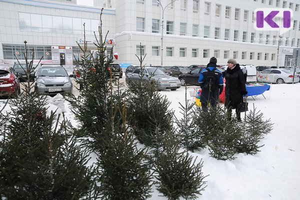 В Сыктывкаре определили места для елочных базаров