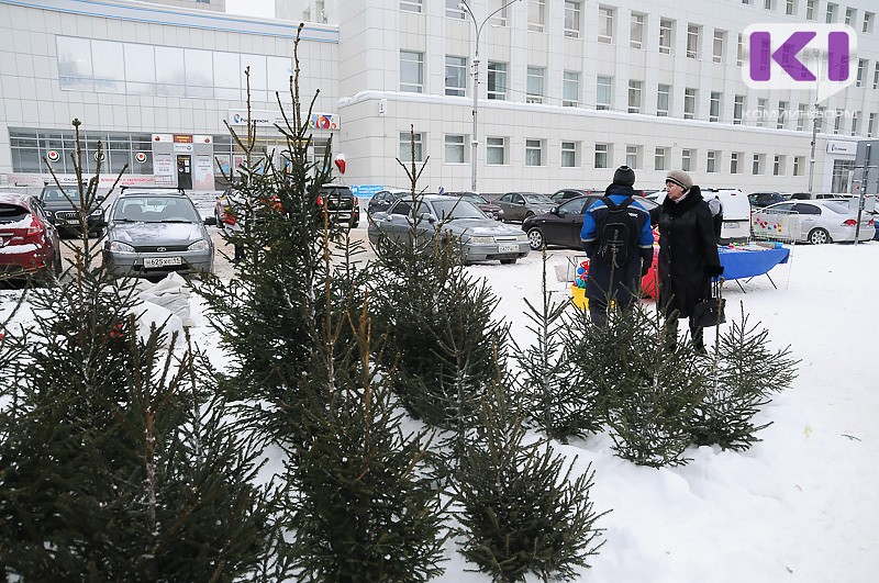 В Сыктывкаре определили места для елочных базаров