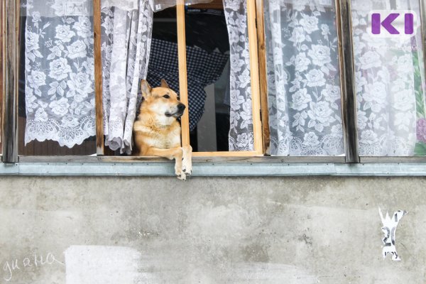 В Вуктыле началось строительство приюта для животных 