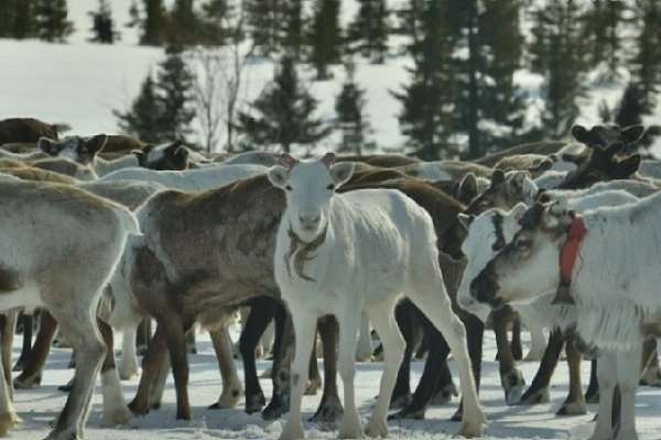 Французский фильм о коми оленеводах посмотрели уже восемь миллионов человек