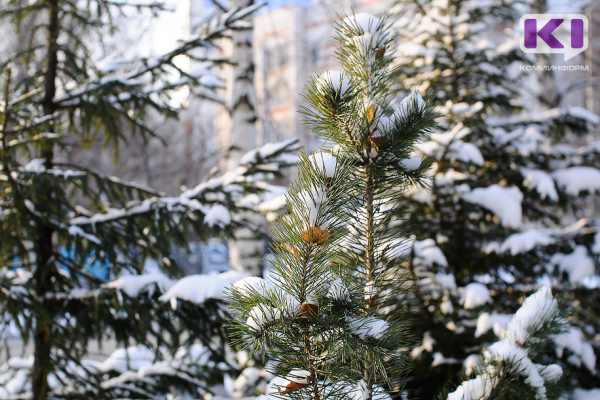 Погода в Коми 19 января: облачно, небольшой снег, днем -7...-12°С