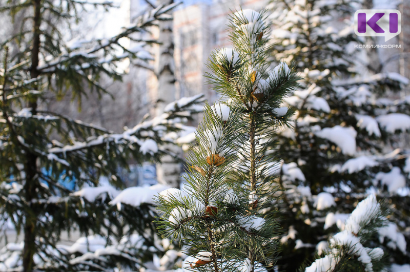 Погода в Коми 19 января: облачно, небольшой снег, днем -7...-12°С