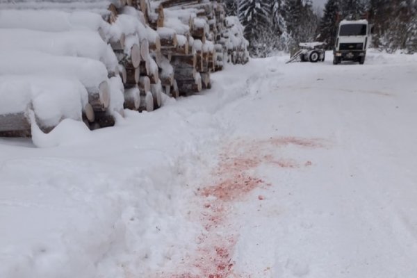 В Югыдъяге волки полакомились псами-охранниками 