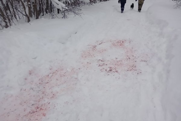 В Морово волки задрали хаски 