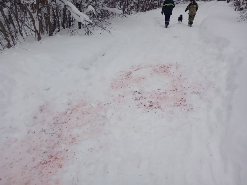 В Морово волки задрали хаски 