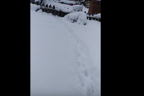 Дачники ходят по волчьим тропам возле домов в деревне Морово 