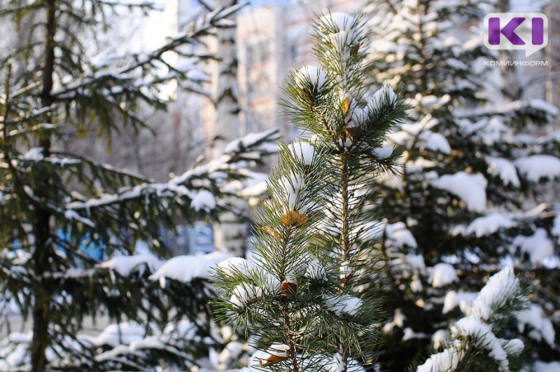 Погода в Коми 29 января: небольшой снег, гололед, днем -8...-13°С
