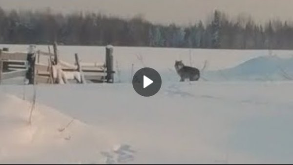 Под Сыктывкаром волков не смогли отпугнуть ни петардами, ни снегоходом