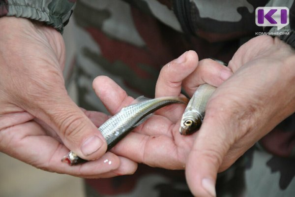 В Сыктывкаре пройдет фестиваль любителей подледного лова 