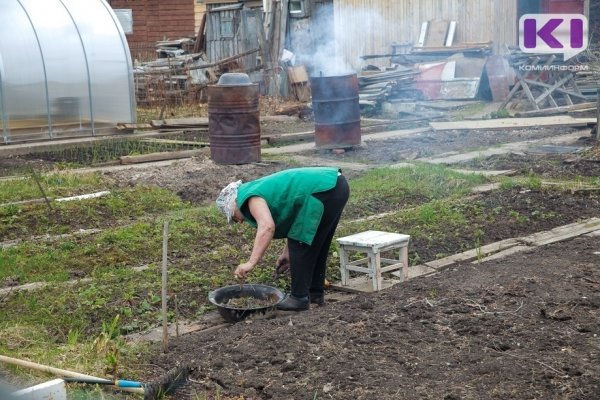 Дачных картофельных плантаций у жителей Коми в этом году будет больше

