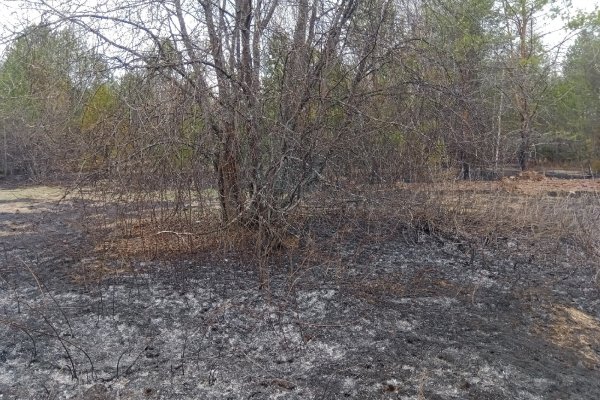 Сотрудники Коми лесопожарного центра потушили первые лесные пожары в Койгородском районе

