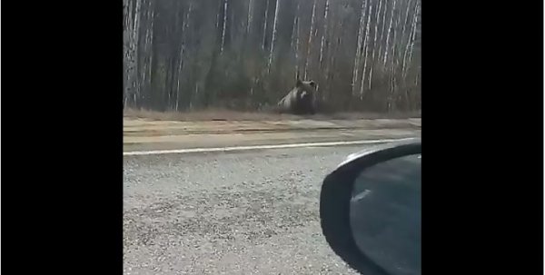 В Коми медведи снова пошли к людям 