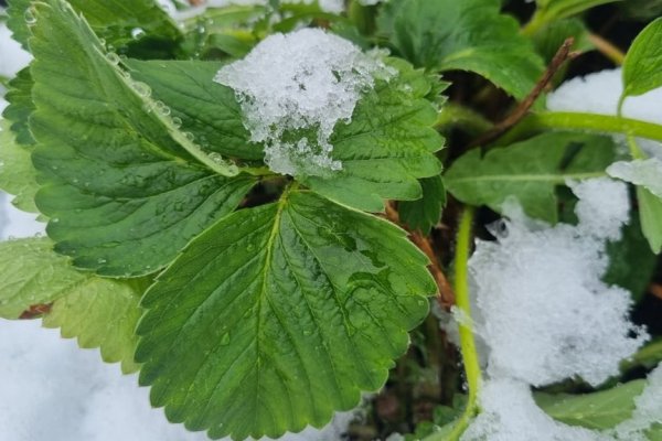 Дачные секреты: как спасти посадки после майских заморозков в Коми