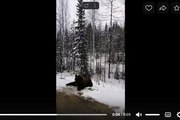 В Княжпогостском районе люди прикормили медведя бананами