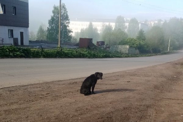 В селе Выльгорт появился местный Хатико