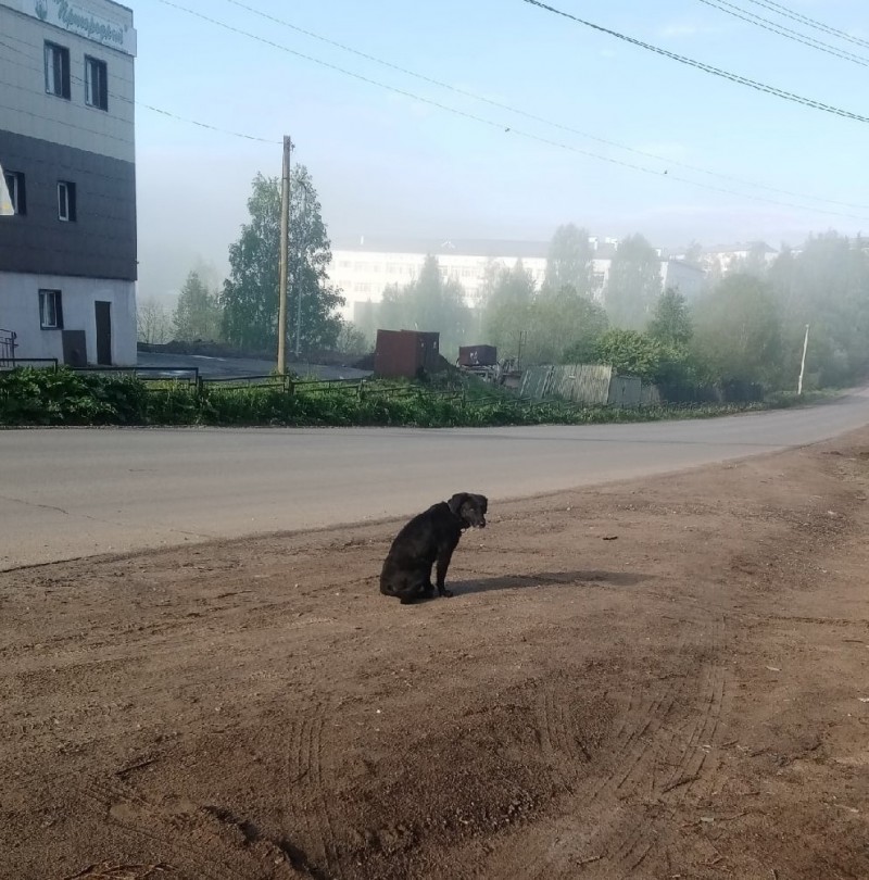 В селе Выльгорт появился местный Хатико