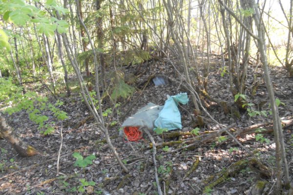 В Сыктывкаре полицейская собака 