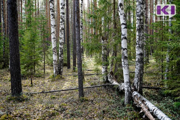 Спасатели помогли искусанному комарами жителю Усть-Усы выйти из леса