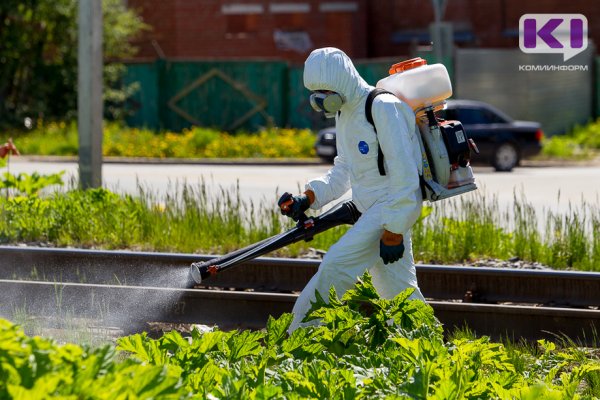 Мэрия Сыктывкара потребовала от подрядчика провести повторную обработку борщевика