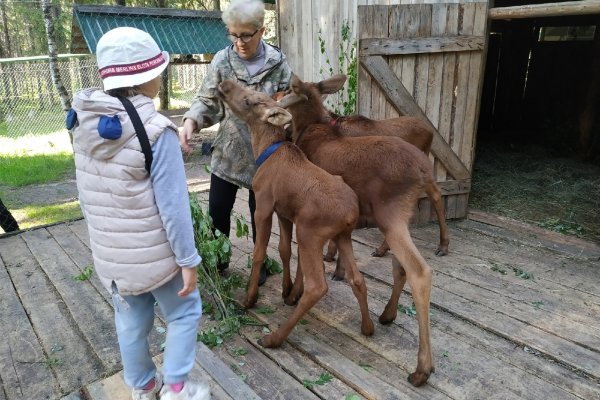 У двухнедельных питомцев лосефермы в Якше появилась своя экомиссия 