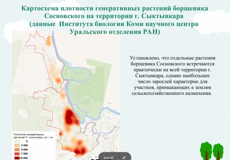 В Сыктывкаре с участием полиции пройдут рейды против борщевика