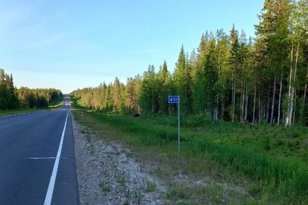 В Сосногорском районе на трассе заметили медведя