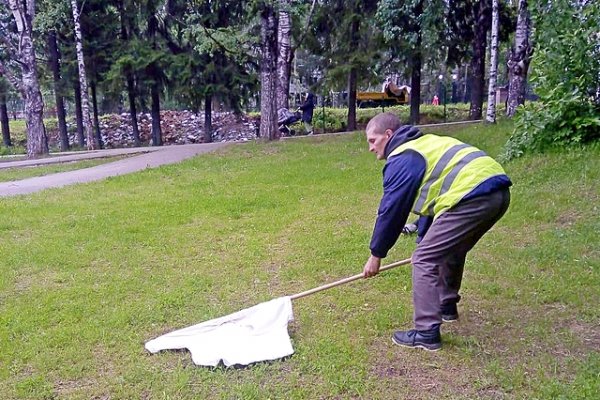Городские парки Сыктывкара повторно проверили на наличие клещей