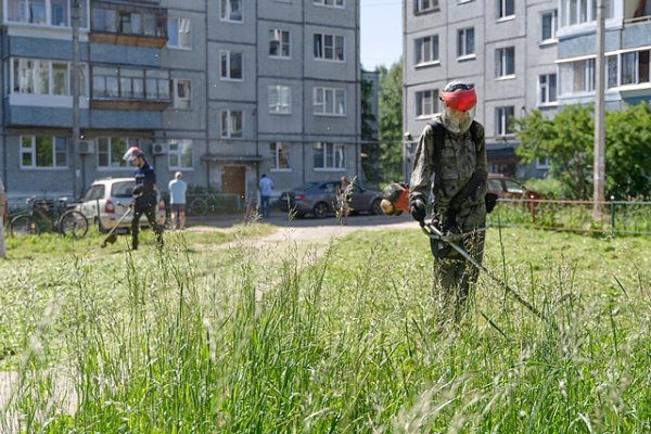 В Сыктывкаре проверили работу управляющих компаний по скосу борщевика во дворах