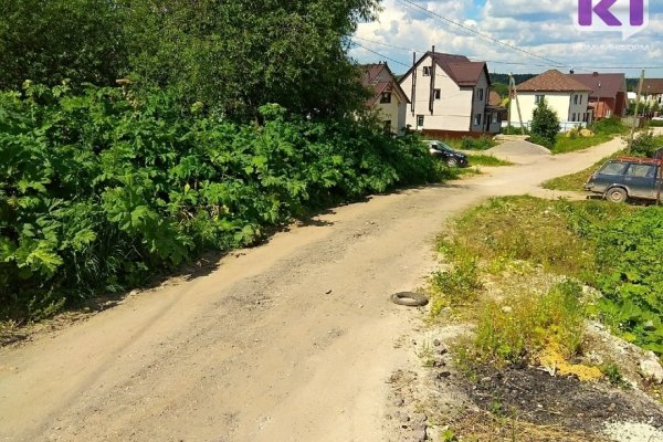 В Сыктывкаре привлекут к ответственности владельцев заросших борщевиком территорий