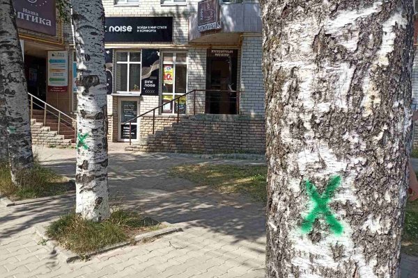 На одной из улиц Сыктывкара пройдет масштабная рубка деревьев