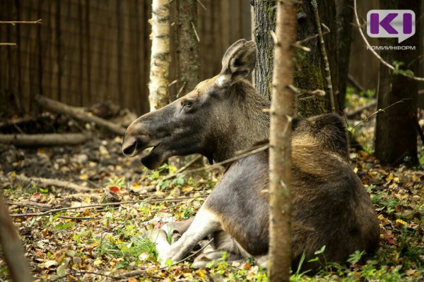 Глава Коми утвердил лимит добычи лося и рыси