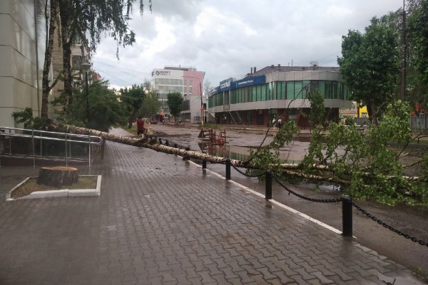 В Сыктывкаре грозой повалило дерево