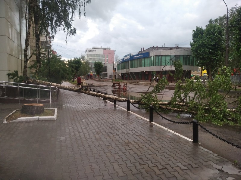 В Сыктывкаре грозой повалило дерево