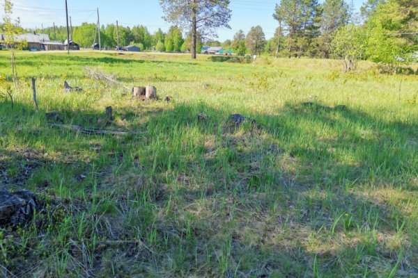 В Коми должностное лицо подозревается в незаконной рубке леса на сумму ущерба свыше 1,2 миллиона рублей