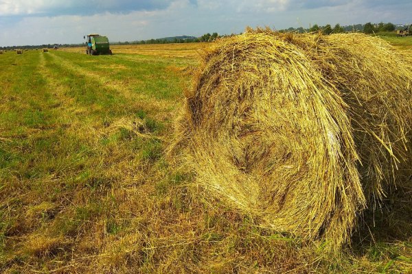 Жаркое лето в Коми может положительно повлиять на удои