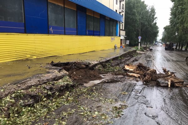 Будем рубить: в Сыктывкаре продолжат убирать аварийные деревья