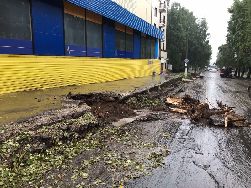 Будем рубить: в Сыктывкаре продолжат убирать аварийные деревья