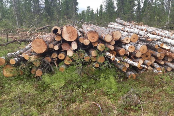 К месту вырубки в Печорском районе запланирован выезд Минприроды Коми для изучения ситуации