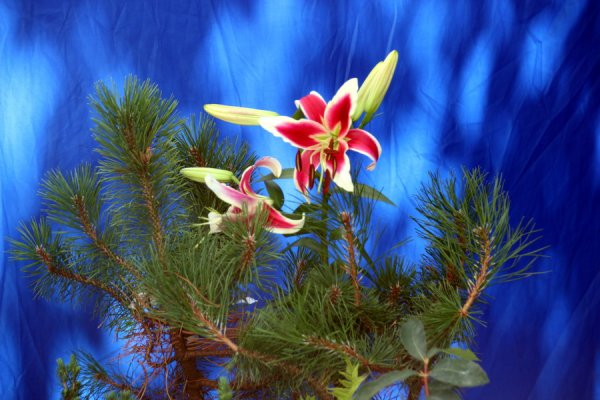 Рябчики, грузди и ежемалина: на ярмарке в Сыктывкаре собрались производители со всей России 