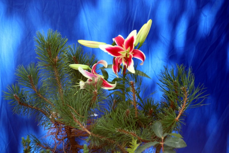 Рябчики, грузди и ежемалина: на ярмарке в Сыктывкаре собрались производители со всей России 